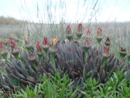Hereroa glenensis leaves